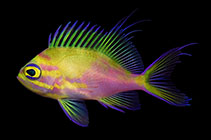 To FishBase images (<i>Odontanthias wassi</i>, by Tea, Y.-K.)