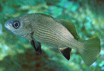 To FishBase images (<i>Odontoscion xanthops</i>, Panama, by Allen, G.R.)