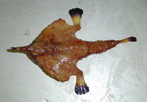 To FishBase images (<i>Ogcocephalus corniger</i>, USA, by Schobernd, C. (NOAA))