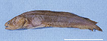 To FishBase images (<i>Ogilbia davidsmithi</i>, Mexico, by Møller, P.R.)