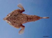 To FishBase images (<i>Ogcocephalus declivirostris</i>, by NOAA\NMFS\Mississippi Laboratory)