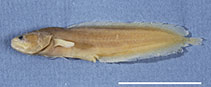 To FishBase images (<i>Ogilbia mccoskeri</i>, Panama, by Møller, P.R.)
