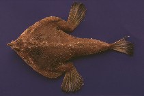To FishBase images (<i>Ogcocephalus nasutus</i>, Trinidad Tobago, by Ramjohn, D.D.)