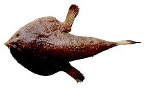To FishBase images (<i>Ogcocephalus notatus</i>, by JAMARC)
