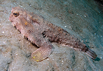 To FishBase images (<i>Ogcocephalus pantostictus</i>, USA, by Cox, C.D.)