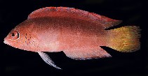 To FishBase images (<i>Cypho salvati</i>, New Caledonia, by Randall, J.E.)