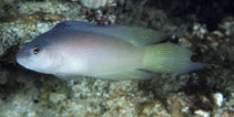 To FishBase images (<i>Ogilbyina velifera</i>, Australia, by Randall, J.E.)