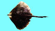 To FishBase images (<i>Okamejei acutispina</i>, Chinese Taipei, by The Fish Database of Taiwan)