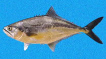 To FishBase images (<i>Oligoplites altus</i>, Panama, by Robertson, R.)