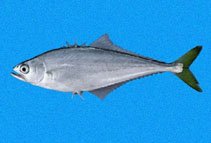 To FishBase images (<i>Oligoplites saurus inornatus</i>, Panama, by Robertson, R.)