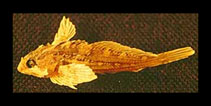 To FishBase images (<i>Oligocottus snyderi</i>, USA, by Fritzsche, R.A./J.W. Cavanagh)