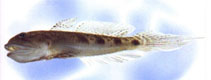 To FishBase images (<i>Oligolepis stomias</i>, Chinese Taipei, by The Fish Database of Taiwan)