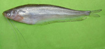Image of Ompok bimaculatus (Butter catfish)
