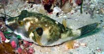 To FishBase images (<i>Omegophora cyanopunctata</i>, Australia, by Maddern, M.)