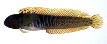 To FishBase images (<i>Omobranchus elegans</i>, Japan, by Suzuki, T.)