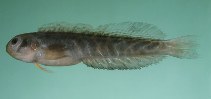 To FishBase images (<i>Omobranchus elongatus</i>, Oman, by Randall, J.E.)