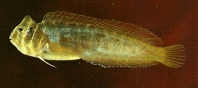 To FishBase images (<i>Omobranchus fasciolatoceps</i>, Chinese Taipei, by Shao, K.T.)