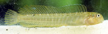 To FishBase images (<i>Omobranchus fasciolatus</i>, Kenya, by Wirtz, P.)