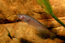 To FishBase images (<i>Ompok fumidus</i>, by Panitvong, N.)