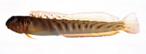 Image of Omobranchus loxozonus 