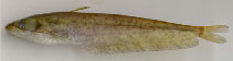 Image of Ompok malabaricus (Goan catfish)