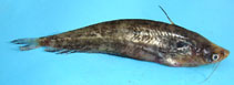 Image of Ompok pabda (Pabdah catfish)