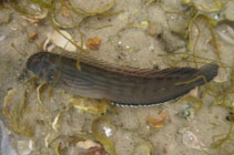 To FishBase images (<i>Omobranchus punctatus</i>, Brazil, by Nunes, J.L.S.)