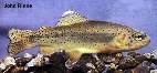 Image of Oncorhynchus apache (Apache trout)