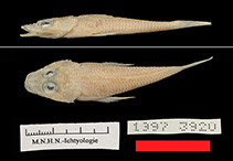 To FishBase images (<i>Onigocia bimaculata</i>, New Caledonia, by MNHN)