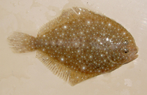 To FishBase images (<i>Oncopterus darwinii</i>, Brazil, by Timm, C.D.)