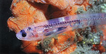 To FishBase images (<i>Onuxodon fowleri</i>, Papua New Guinea, by Steene, R.)