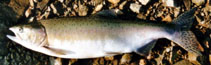 To FishBase images (<i>Oncorhynchus gorbuscha</i>, Canada, by Østergaard, T.)
