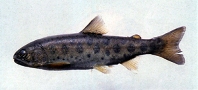 Image of Oncorhynchus formosanus 