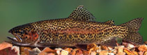 To FishBase images (<i>Oncorhynchus mykiss</i>, Sri Lanka, by Ramani Shirantha)
