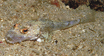 To FishBase images (<i>Onigocia pedimacula</i>, Indonesia, by Allen, G.R.)