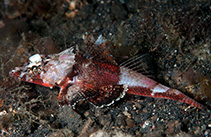 To FishBase images (<i>Onigocia spinosa</i>, Indonesia, by Ryanskiy, A.)