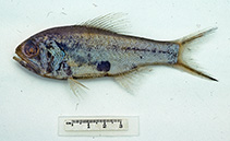 To FishBase images (<i>Optivus agastos</i>, Australia, by Graham, K.)