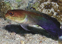 To FishBase images (<i>Opistognathus albicaudatus</i>, Andaman Is., by Allen, G.R.)