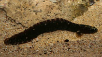 To FishBase images (<i>Ophiclinus antarcticus</i>, Australia, by Saunders, B.)