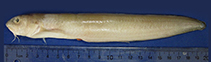 To FishBase images (<i>Ophidion antipholus</i>, USA, by Marotta, D.)