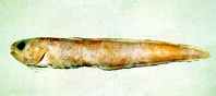 Image of Ophidion asiro 