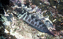 To FishBase images (<i>Ophioblennius atlanticus</i>, Madeira Is., by Wirtz, P.)