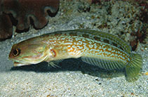 To FishBase images (<i>Opistognathus castelnaui</i>, Indonesia, by Allen, G.R.)