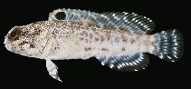To FishBase images (<i>Opistognathus darwiniensis</i>, Australia, by Randall, J.E.)