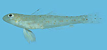 To FishBase images (<i>Oplopomops diacanthus</i>, Palau, by Winterbottom, R.)