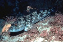 To FishBase images (<i>Ophiodon elongatus</i>, by Gotshall, D.W.)
