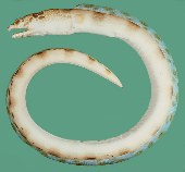 Image of Ophichthus erabo (Blotched snake-eel)