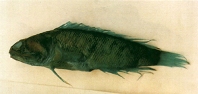 To FishBase images (<i>Opistognathus evermanni</i>, Chinese Taipei, by Shao, K.T.)