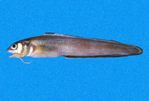 To FishBase images (<i>Ophidion fulvum</i>, Panama, by Robertson, R.)