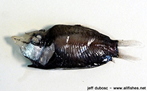 To FishBase images (<i>Opisthoproctus grimaldii</i>, by Dubosc, J.)
